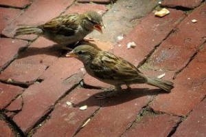 birds eating crumbs